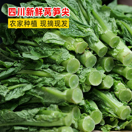 新鲜莴笋尖四川蔬菜现摘现发凤尾刷火锅窝笋叶3斤5斤装包邮