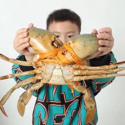 三门青蟹鲜活特大青蟹蝤蠓2只公蟹重达2斤半鲜活螃蟹海鲜水产海蟹