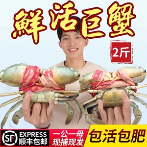 [三门青蟹鲜活 特大超大2斤螃蟹1公1母大青蟹水产海鲜红鲟膏蟹海蟹]