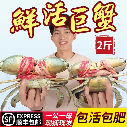 超大2斤水产海鲜三门青蟹包活肥