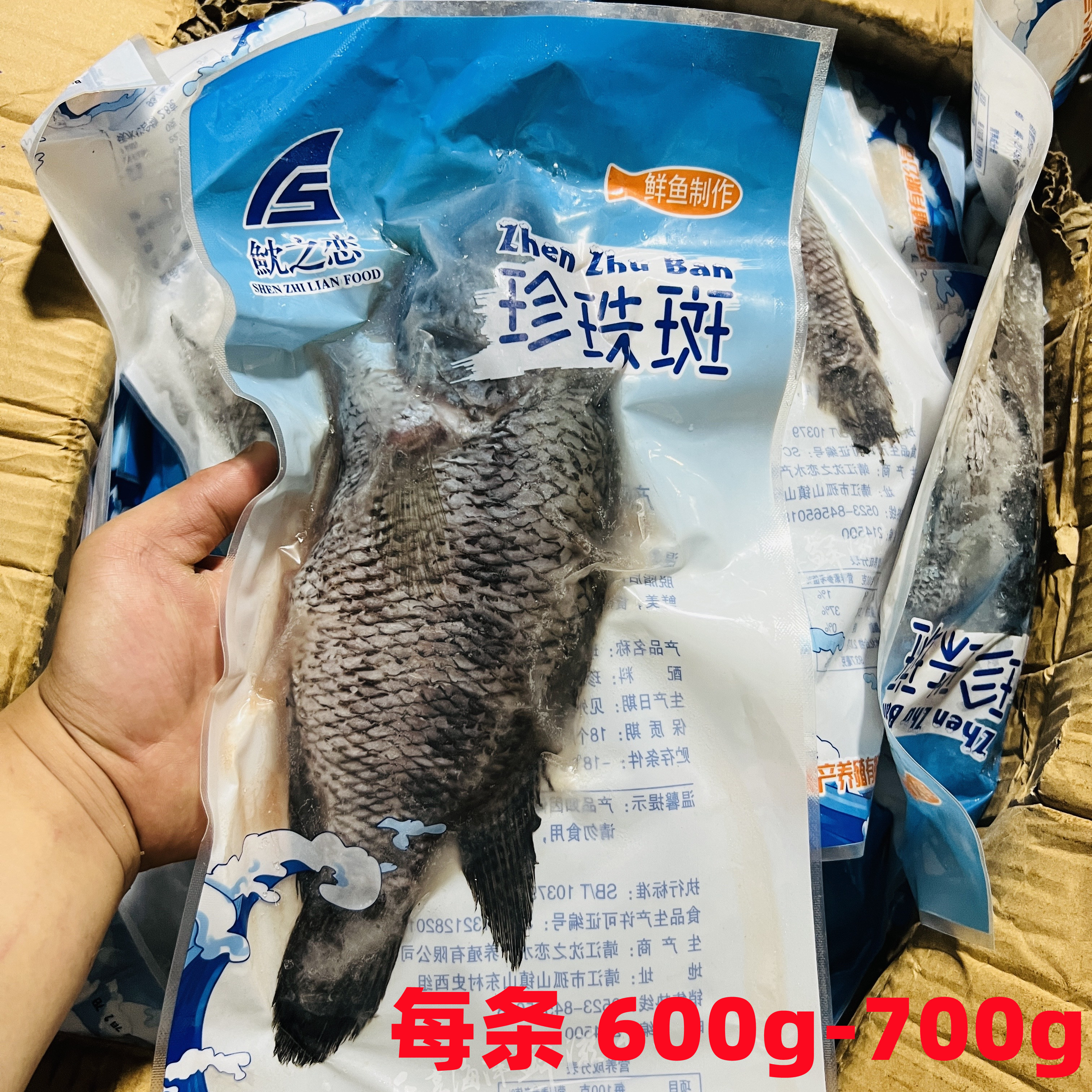 珍珠龙胆石斑鱼老虎斑750g/条清蒸煎制免处理调制品酒店餐饮商用 水产肉类/新鲜蔬果/熟食 斑鱼 原图主图