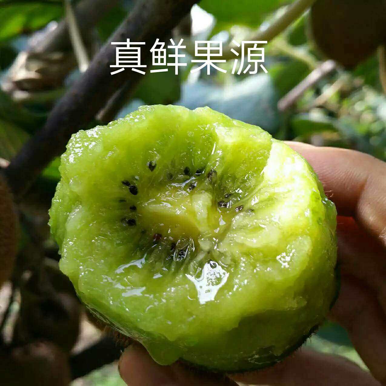 陕西眉县真徐香绿心猕猴桃大果鲜奇异果/猕猴桃