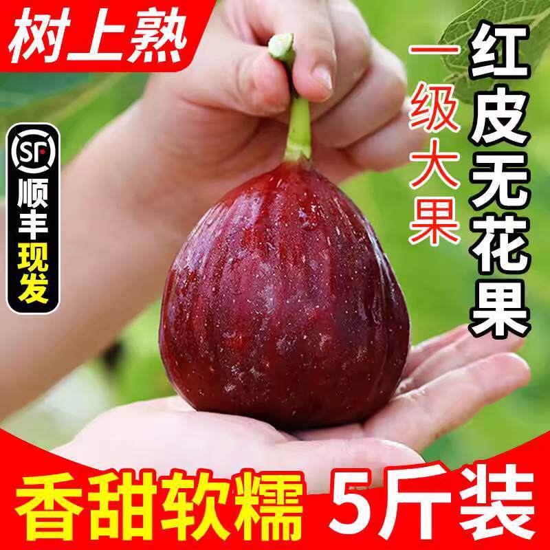 顺丰包邮现摘云南无花果5斤新鲜水果当季特级大果红皮无花果3