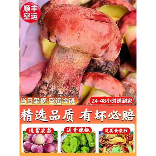 云南野生菌新鲜野生蘑菇菌子见手青新鲜红葱青头牛肝菌食用菌组合