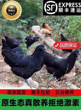五黑鸡新鲜现杀农家散养土鸡老母鸡正宗乌骨鸡走地公鸡月子鸡乌鸡