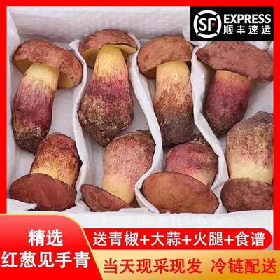 见手青新鲜红葱牛肝菌云南菌新鲜蘑菇菌子食用菌产地直发