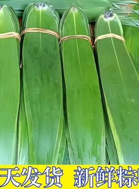 粽叶新鲜粽子叶大号广西现摘野生大粽叶芒叶农家包大肉粽子叶整箱