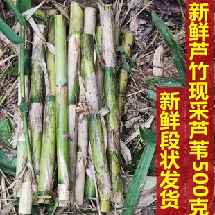 新鲜芦竹根芦竹杆现采芦苇荻芦竹芦篙笋中草药芦苇根杆叶500g包邮