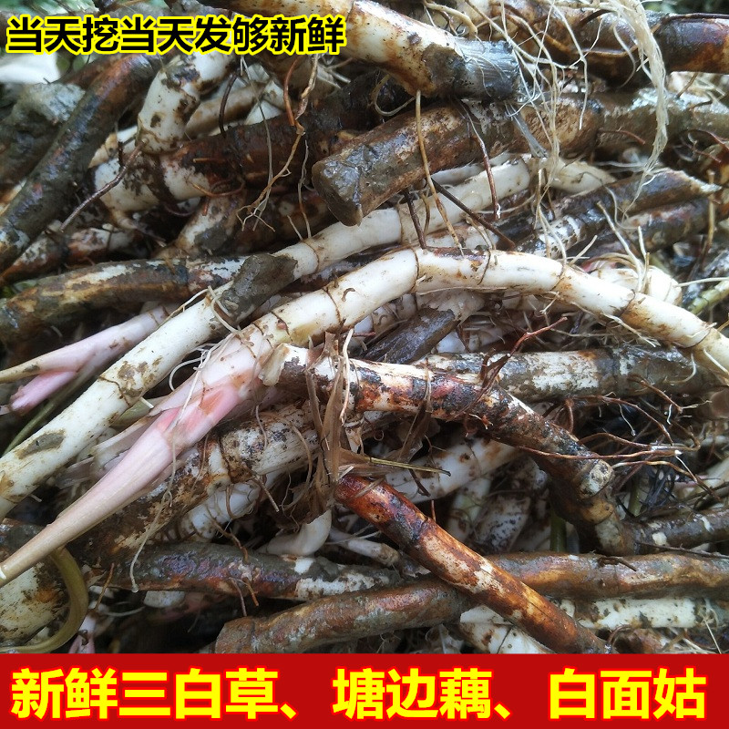 新鲜三白草现挖塘边藕白面姑白舌骨三百草三白草中草药材新鲜500g在类目 传统滋补营养品, 药食同源食品, 其他药食同源食品中 - 来自Buy2taobao.com提供专业的淘宝代购服务