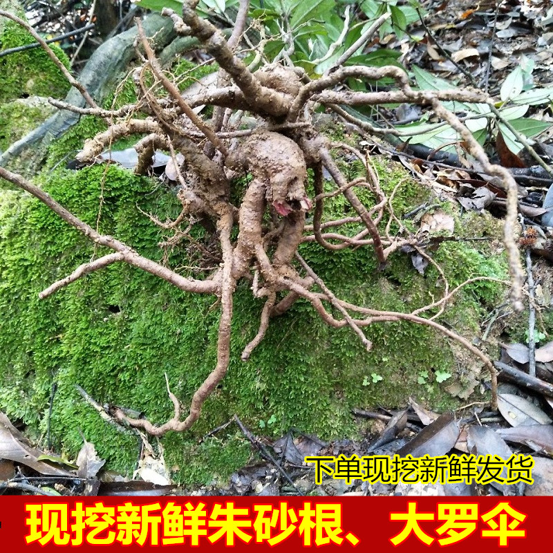 粤北新鲜朱砂根中草药现挖大罗伞朱沙根红大小罗伞八角金龙500克