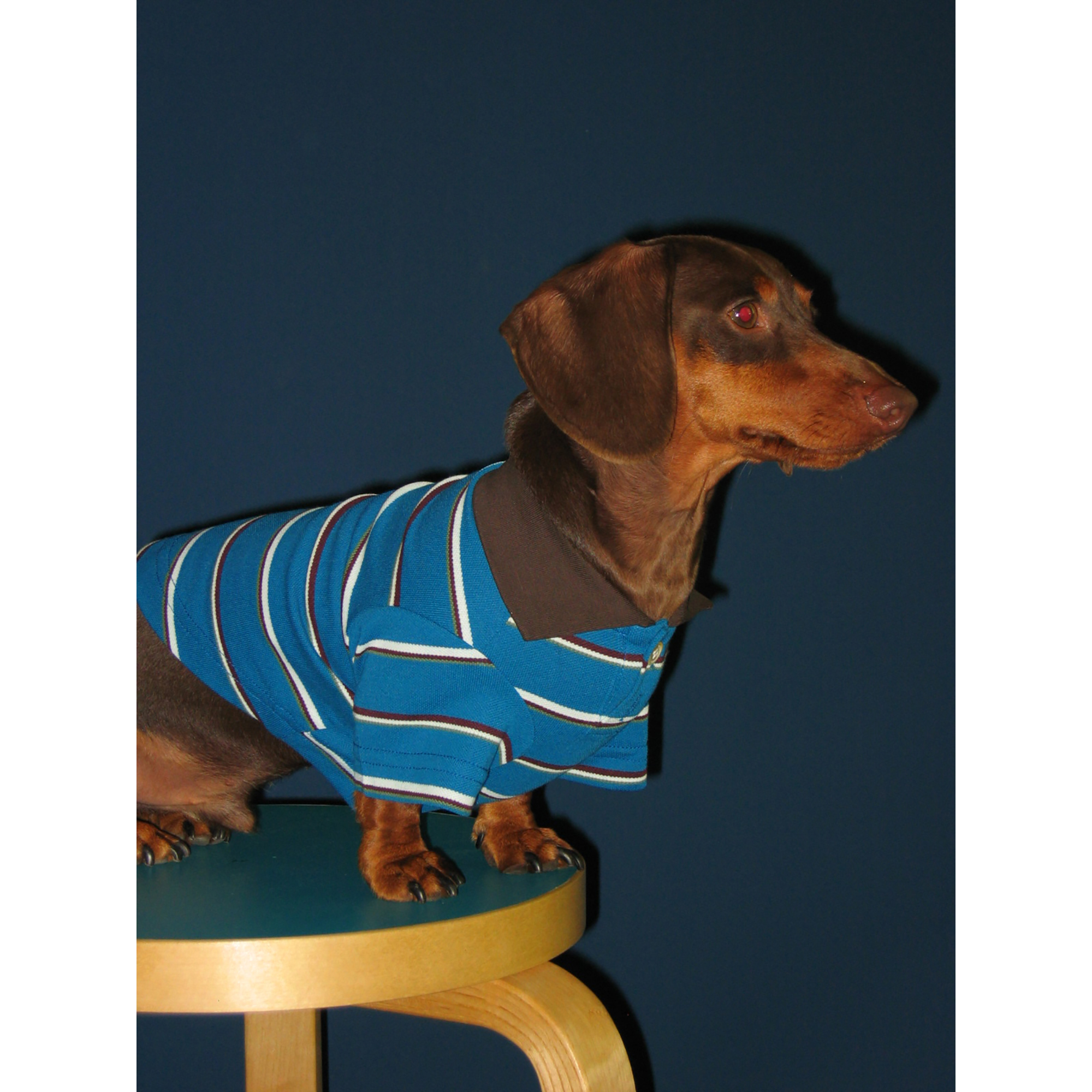 POXFFEE Pet/春夏狗狗衣服宠物红色条纹衫雪纳瑞西高地可卡布原创