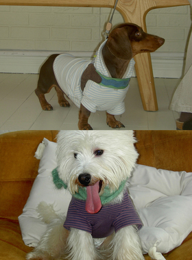 POXFFEE Pet基础条纹连帽短袖秋冬宠物衣服泰迪比熊西高地T恤