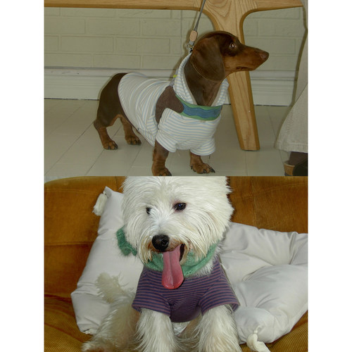 POXFFEE Pet基础条纹连帽短袖秋冬宠物衣服泰迪比熊西高地T恤