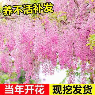 紫藤花树苗爬藤植物多花紫藤萝花苗庭院造景地栽老桩耐寒耐冻花卉