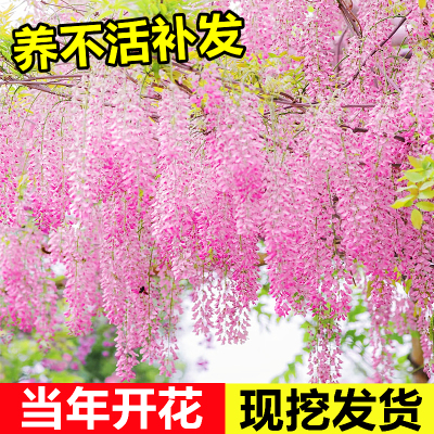 紫藤花树苗爬藤植物多花紫藤萝花苗庭院造景地栽老桩耐寒耐冻花卉