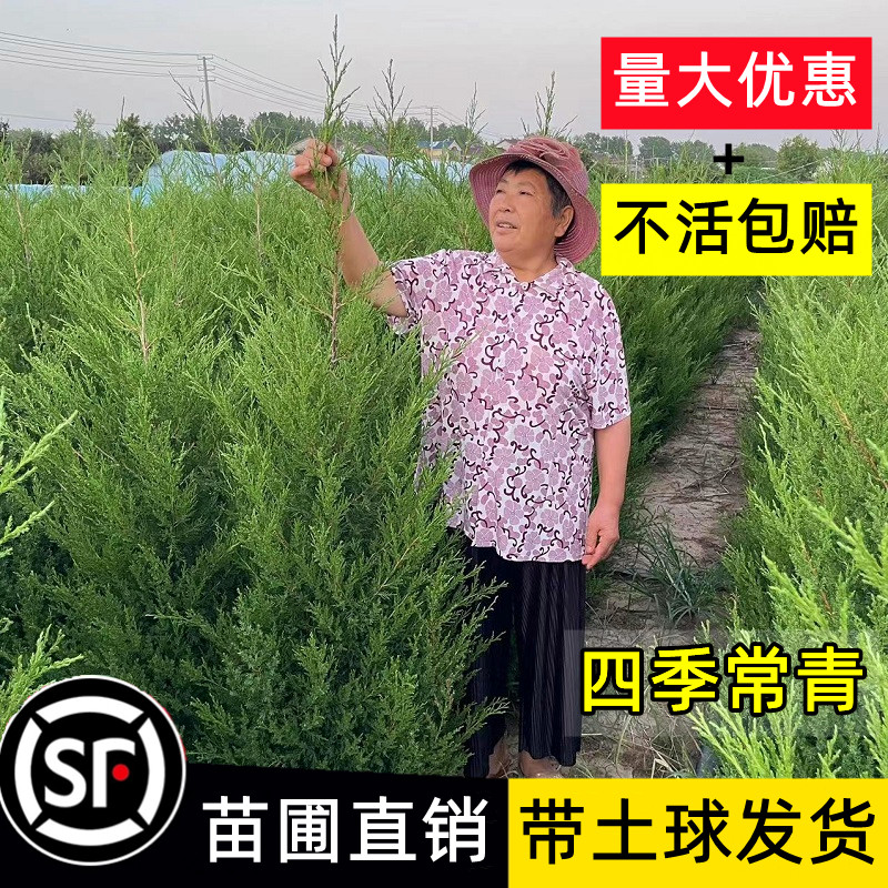 塔柏树苗柏树侧柏龙柏松树坟地坟