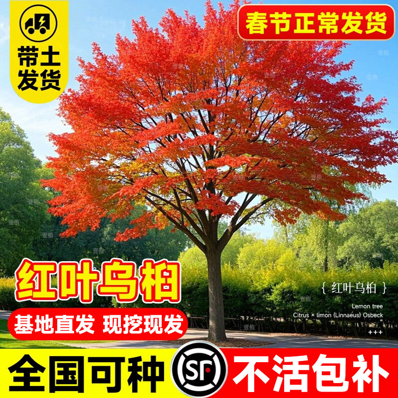 红叶乌桕树苗盆栽别墅庭院彩叶绿化工程苗木大型观赏行道树风景树