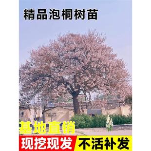 泡桐树苗紫花名贵植物庭院盆栽地栽门前种植道路绿化风景梧桐树苗