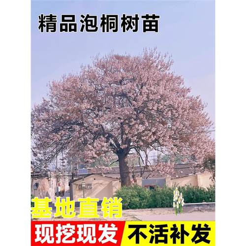 泡桐树苗紫花名贵植物庭院盆栽地栽门前种植道路绿化风景梧桐树苗