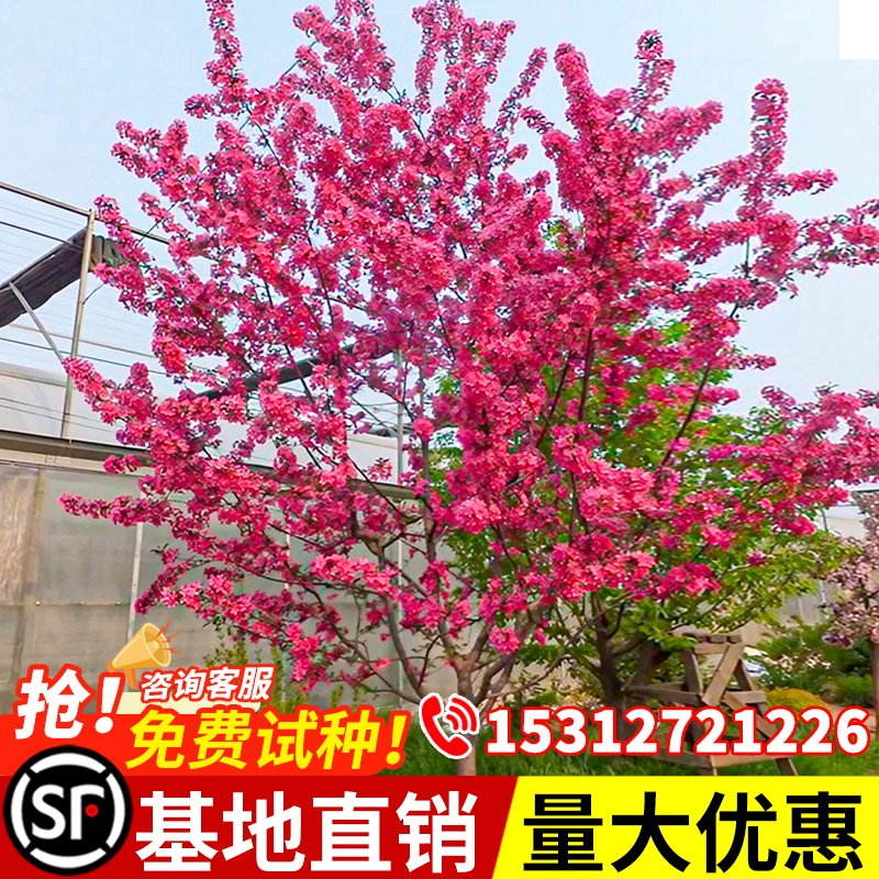紫叶碧桃树苗观赏桃花庭院别墅工程绿化风景树桃树红花碧桃树活苗