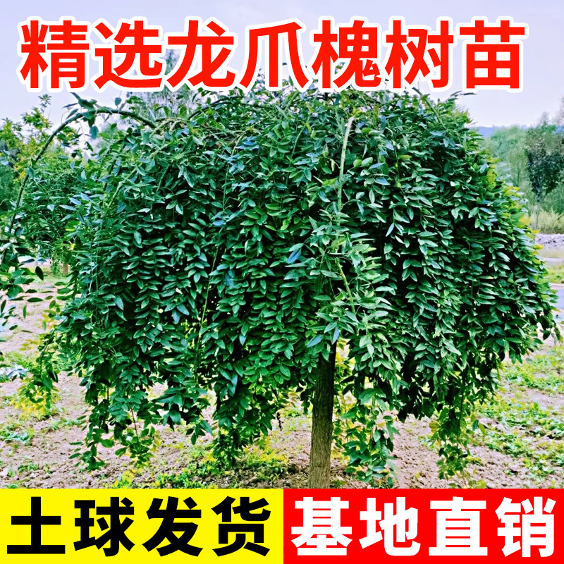 龙爪槐树苗黄金槐庭院绿化大型工