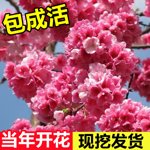 樱花树苗当年开花包成活