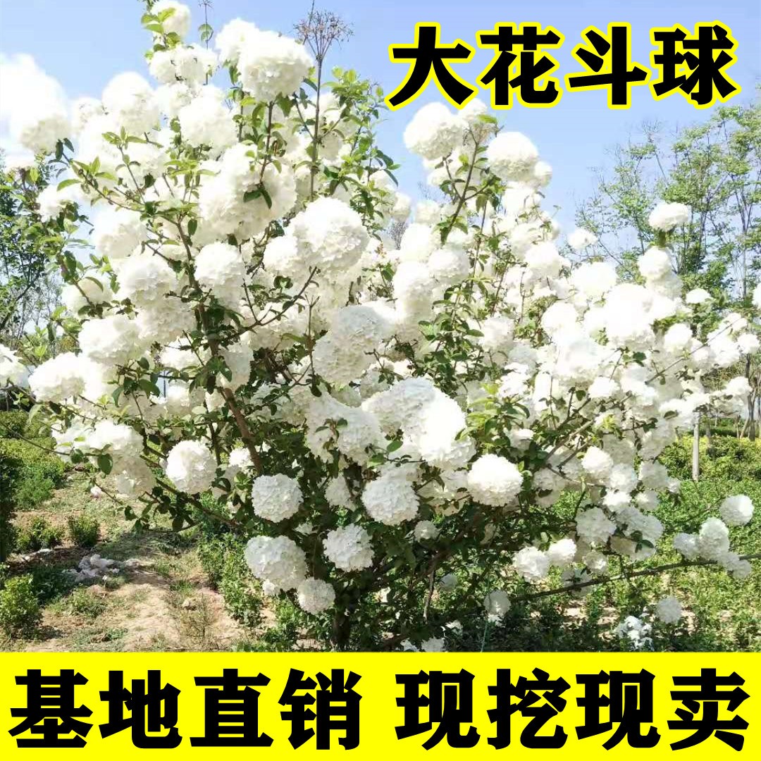 中华木绣球树苗欧洲木绣球花苗大