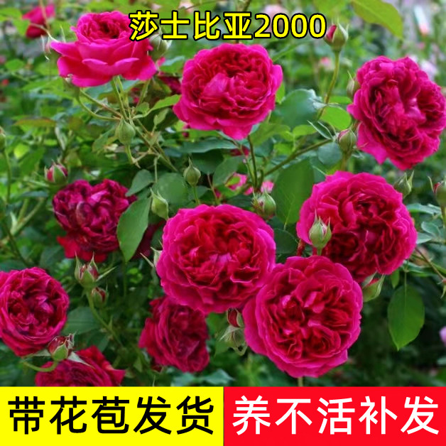 欧洲藤本莎士比亚月季花苗特浓香月季/蔷薇/玫瑰