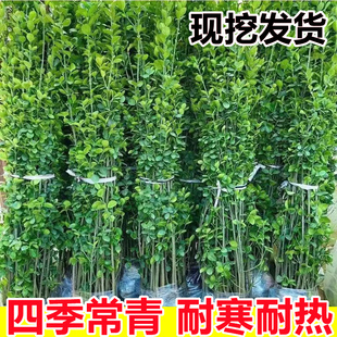 大叶北海道黄杨冬青树苗庭院墙围墙篱笆植物四季常青苗木绿化耐寒