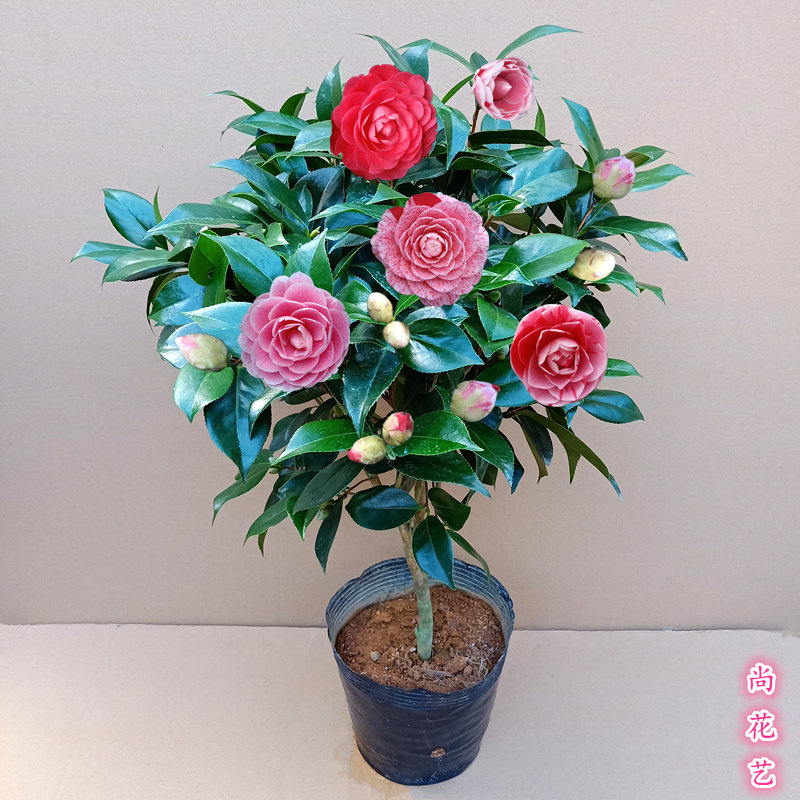 五色赤丹山茶花盆栽带花苞一树多色易养活花卉绿植净化空气年宵花
