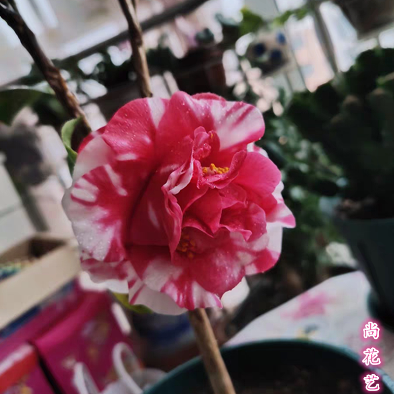 花露珍名贵品种山茶花室内室外阳台客厅庭院净化空气花卉盆栽