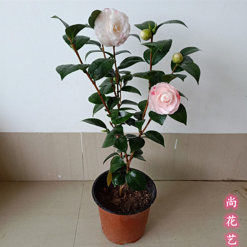 山茶花十八学士树苗盆栽一树多色室内外阳台客厅庭院绿植花卉