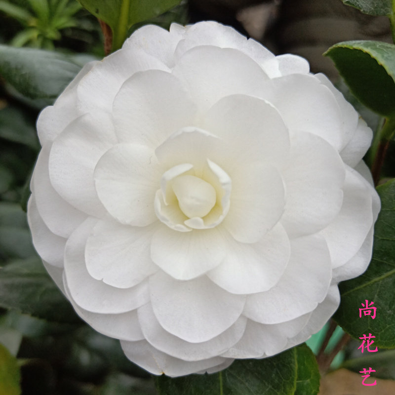 精品品种白色茶花带花苞东方亮易养活花卉盆栽室内外庭院净化空气