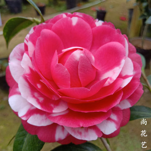 巨型阳台茶花盆栽绿植