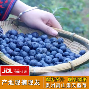 【京东发货】现摘现发贵州麻江新鲜高山蓝莓鲜果当季时令露天水果