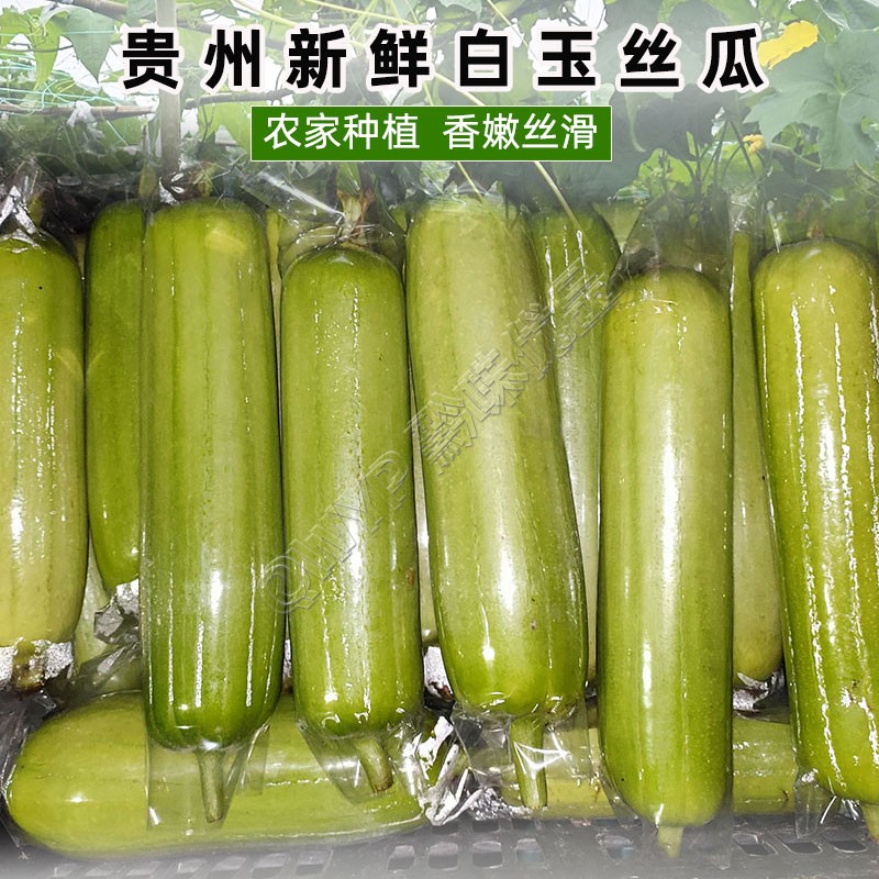 贵州新鲜白玉丝瓜当季蔬菜