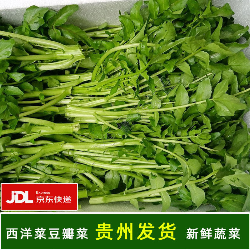 贵州新鲜豆瓣菜广东西洋菜水芥菜农家种植高山泉水源头冷凉鲜蔬菜