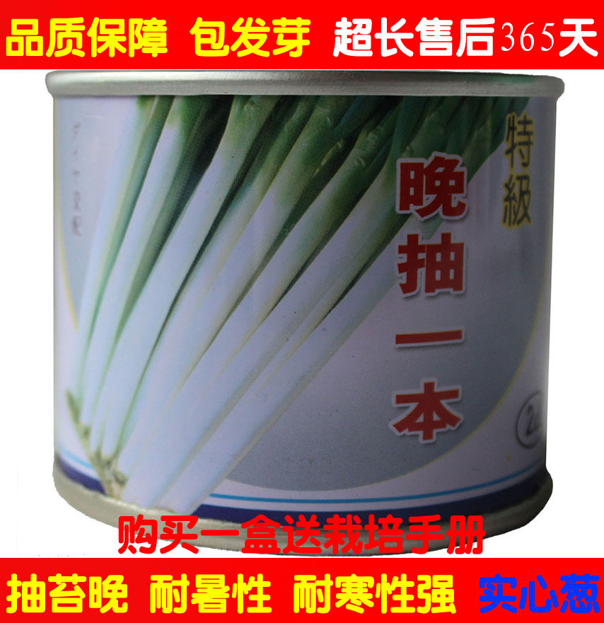 日本铁杆进口包邮耐抽薹大葱种子