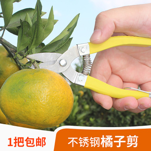 橘子柑橘采摘剪果树修枝剪刀桔子花椒专用稀果剪番茄葡萄枇杷采果