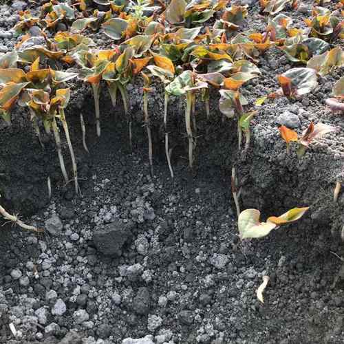 鱼腥草新品叶芽2斤折耳根