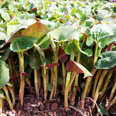 新鲜鱼腥草折耳根苗种叶菜