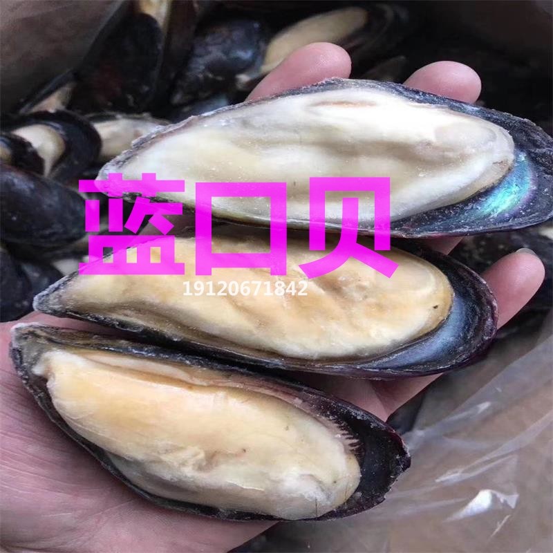 湛江海鲜冷冻水产蓝口贝半壳1斤烧烤酒席蒜蓉粉丝贝6包多省包邮