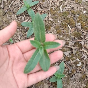 当季新鲜青青菜现挖现发小蓟刺儿菜萋萋菜青刺蓟荠荠毛戳刺枪刀菜