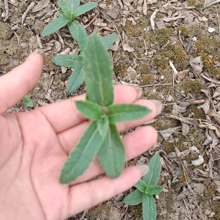 当季新鲜青青菜现挖现发小蓟刺儿菜萋萋菜青刺蓟荠荠毛戳刺枪刀菜