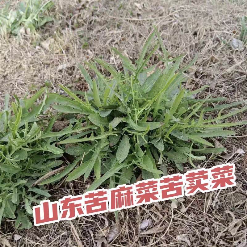 山东野生苦麻子小叶苦菜苦荬菜苦碟子菜根生吃蘸酱现挖现发