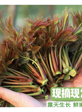 山东农家香椿芽新鲜露天头茬香椿芽野生蔬菜红香椿头