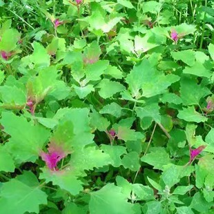 新鲜野生灰灰菜当季野菜纯野生灰条菜 农家现摘现发 儿时野菜包邮