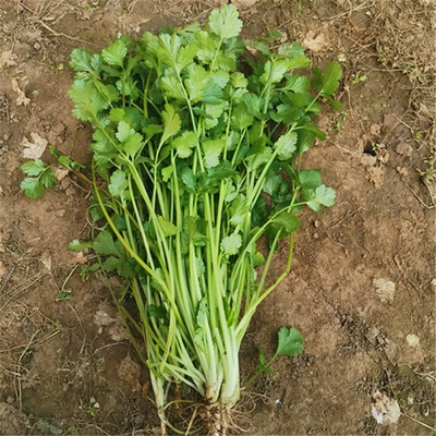 山东农家自种香菜新鲜嫩绿色蔬菜特色青菜小香菜香料佐料食材现摘