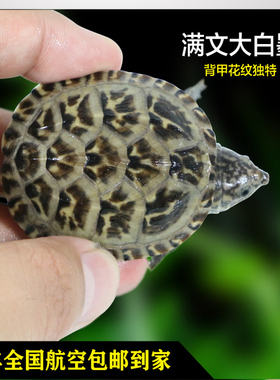 墨西哥蛋龟剃刀人工窄桥巨头果核虎纹巴西地图白唇火焰龟