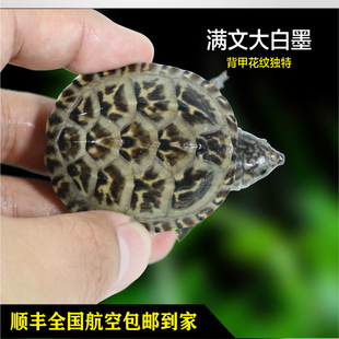 墨西哥蛋龟剃刀人工窄桥巨头果核虎纹巴西地图白唇火焰龟